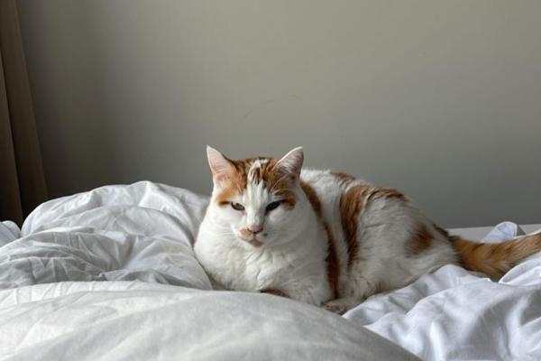 *SPOED* Missy (Miss Poes)