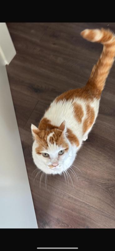 *SPOED* Missy (Miss Poes)