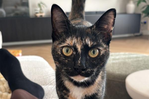 Kiki
