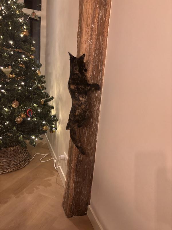 Kiki