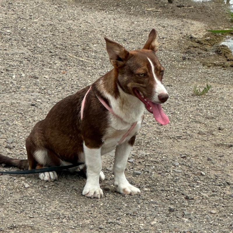 Suki