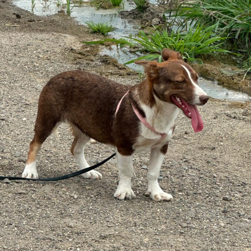 Suki