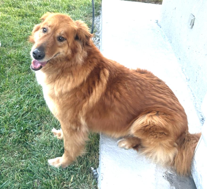 Alen (Chitos)