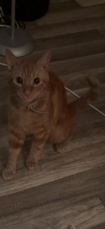 Garfield