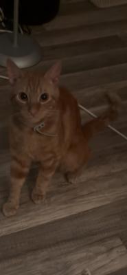 Garfield