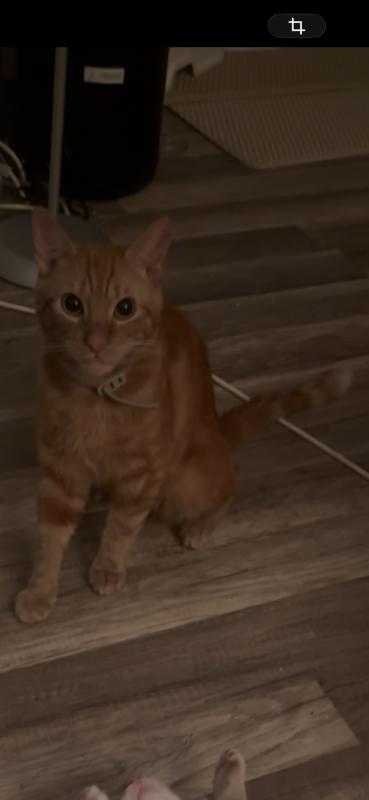 Garfield