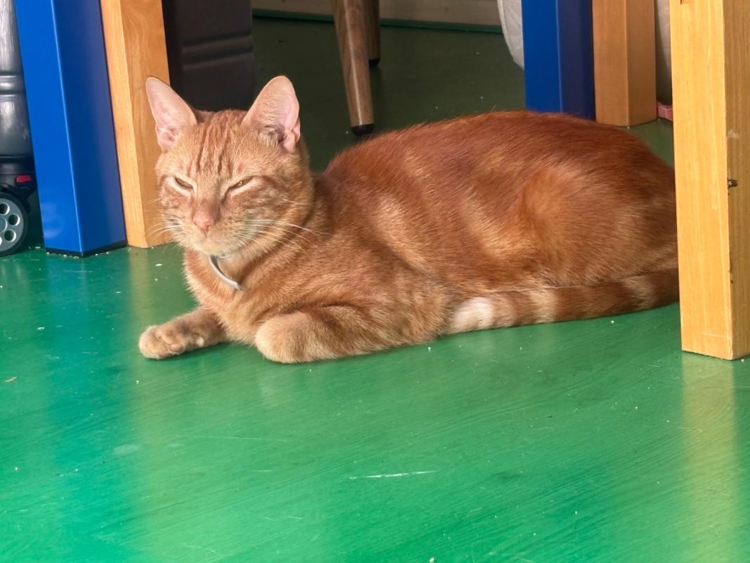 Garfield