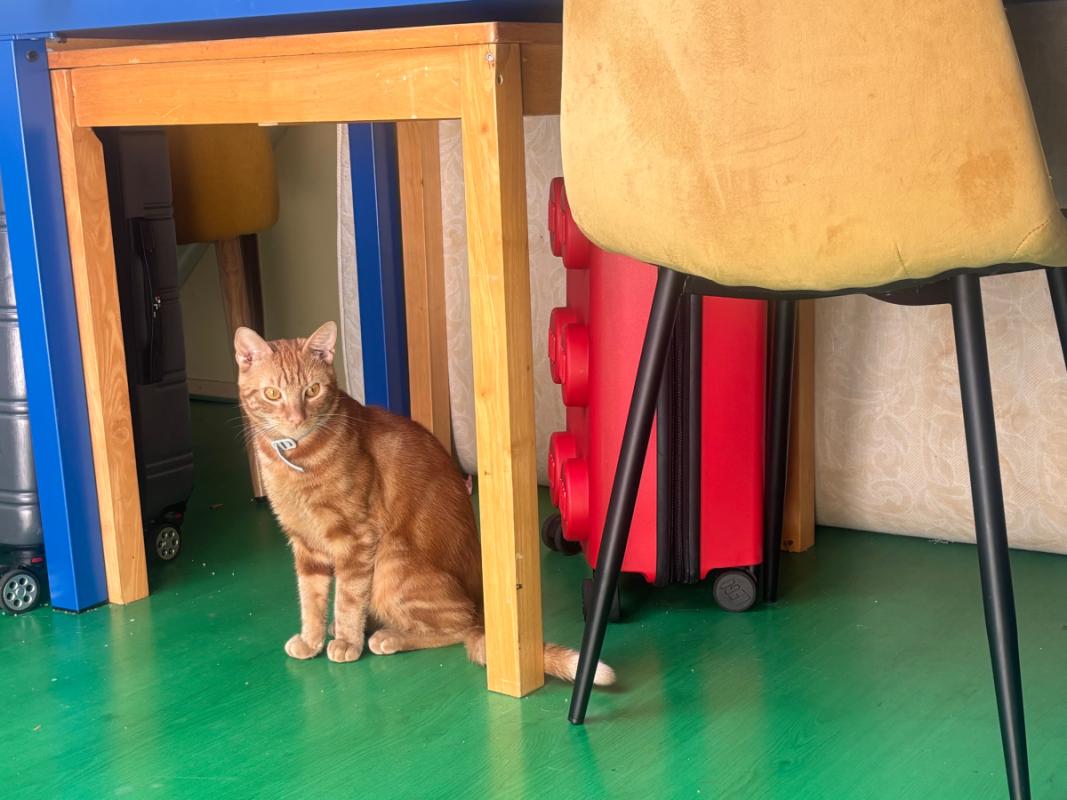 Garfield