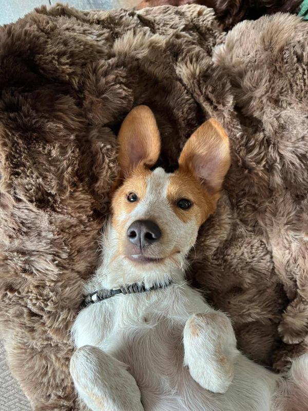 Duke
