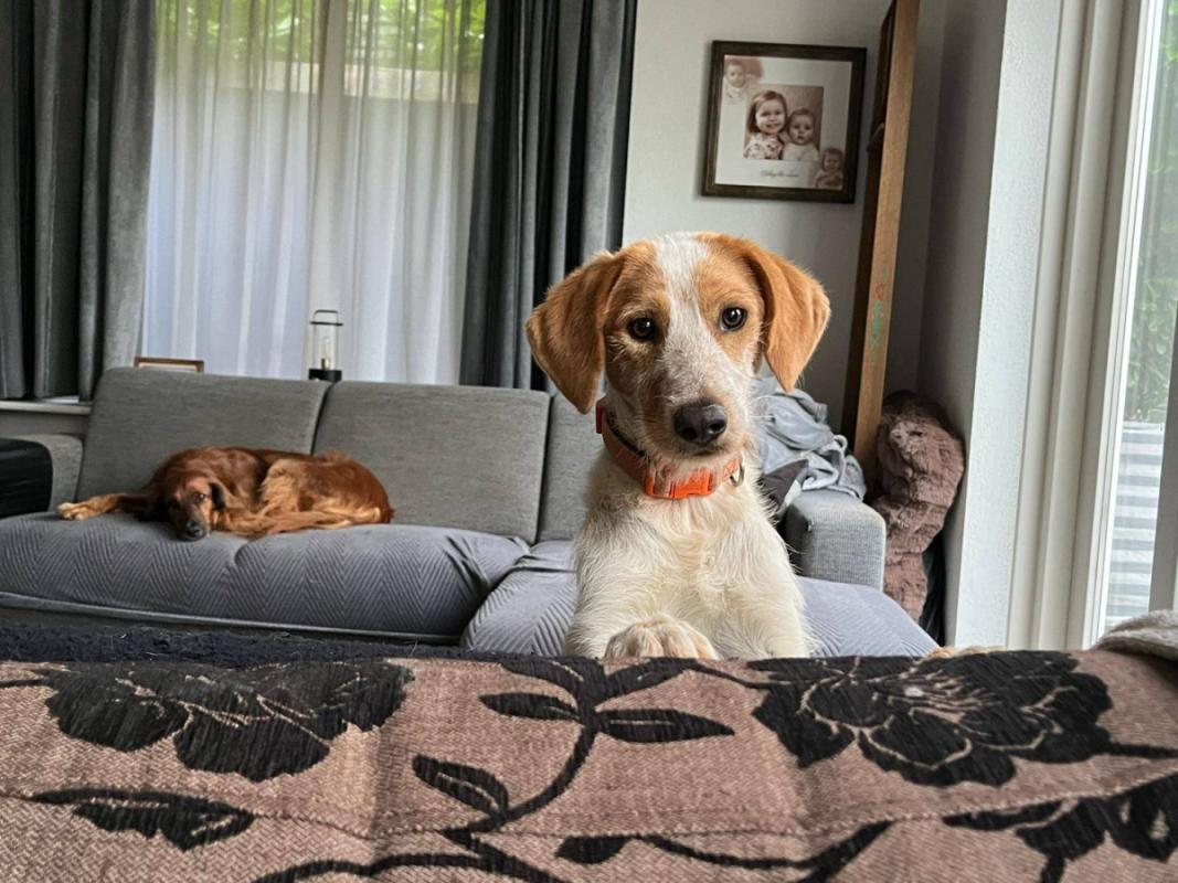 Duke