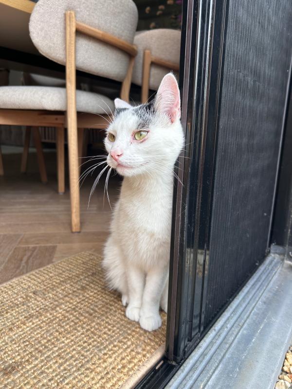 Evi