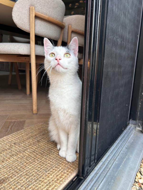 Evi