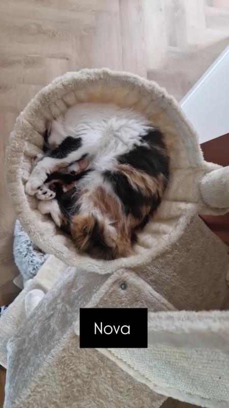 Nova