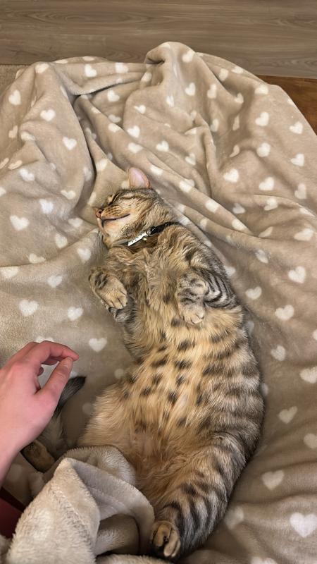 Chico