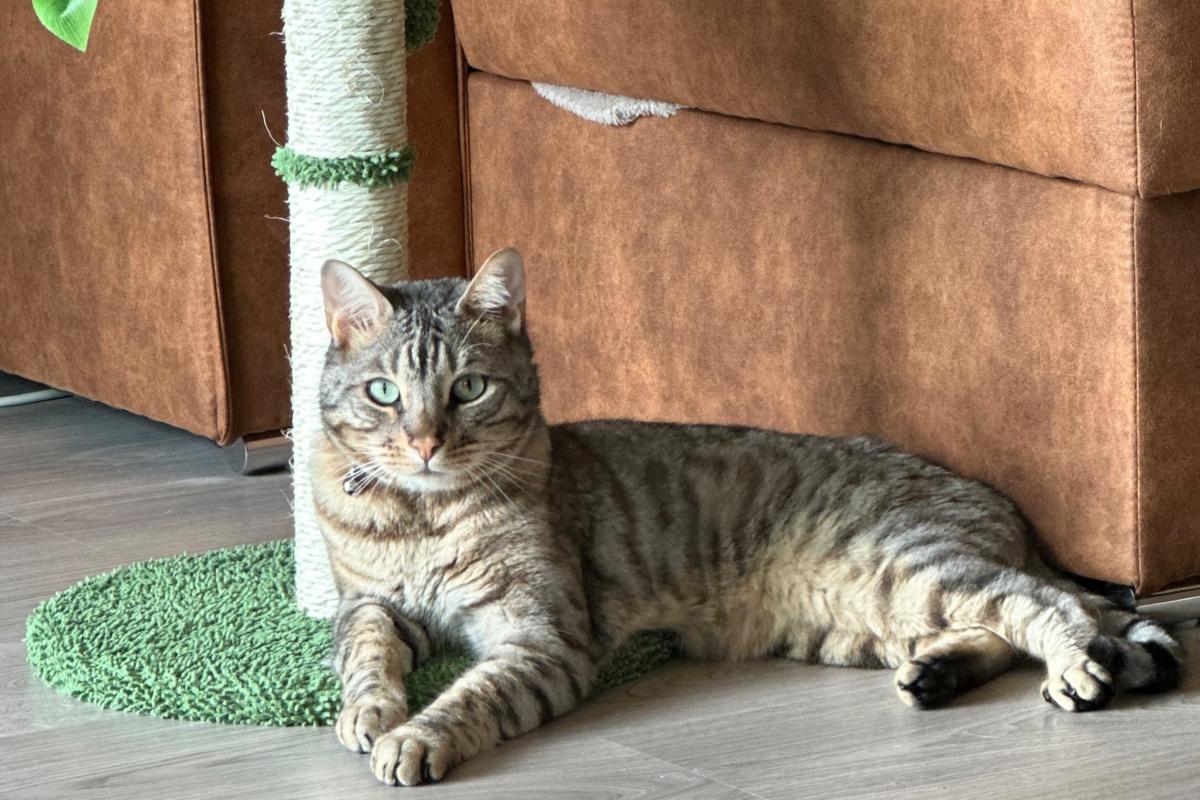 Chico