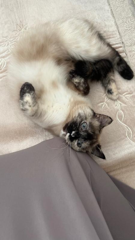 Mila