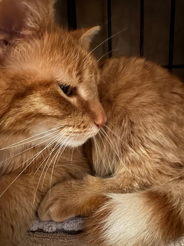 Bella