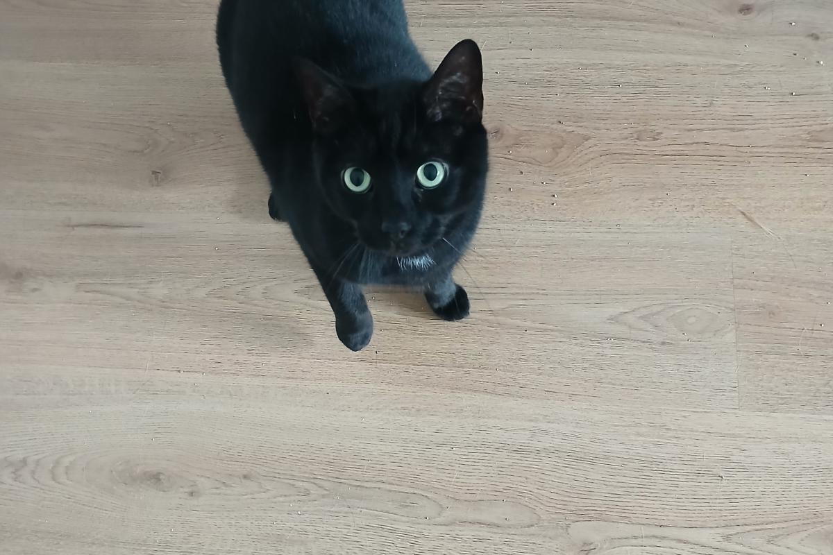 Rambo