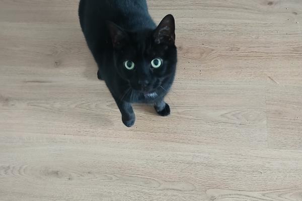Rambo