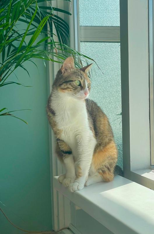 Fifi
