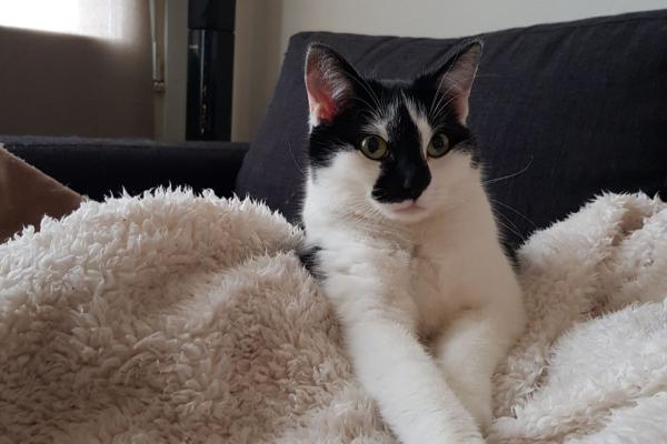 Maisy