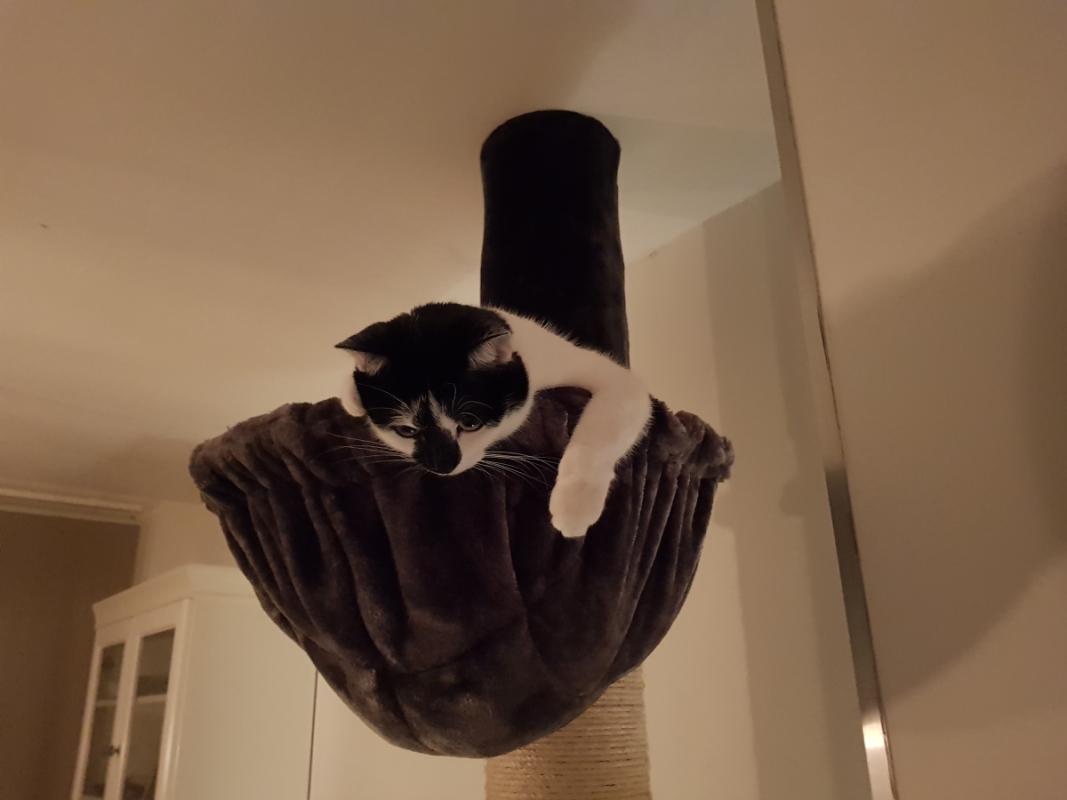 Maisy