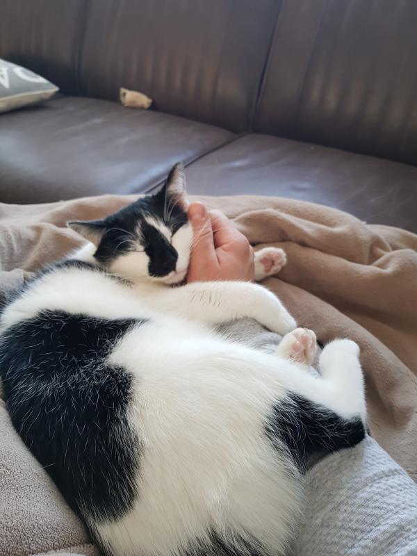 Maisy