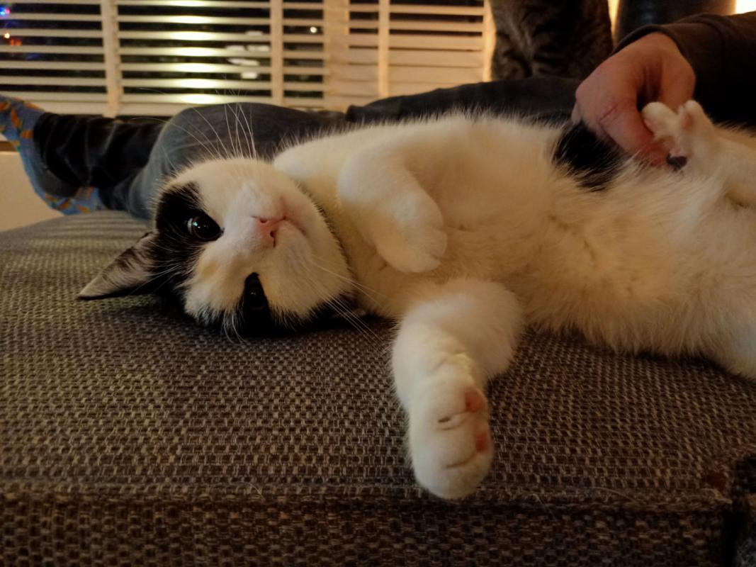 Bob