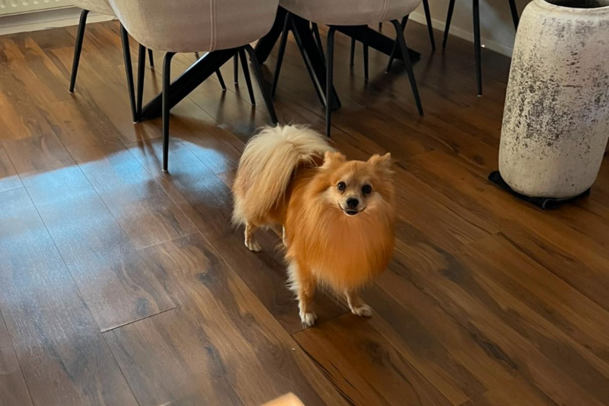 Bo
