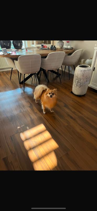 Bo