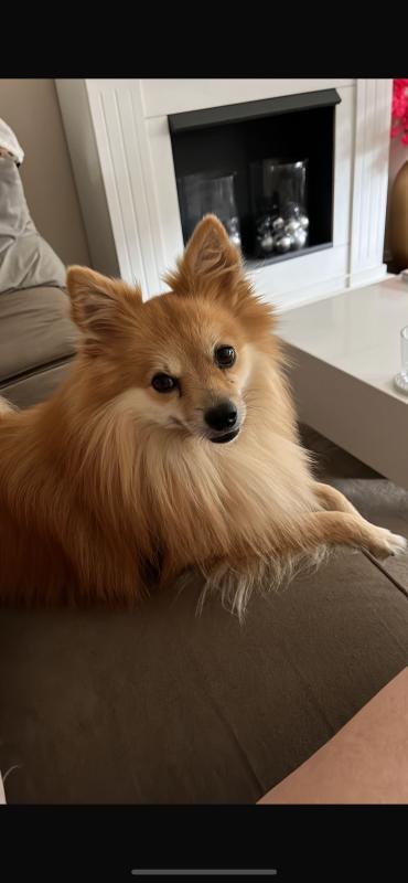 Bo