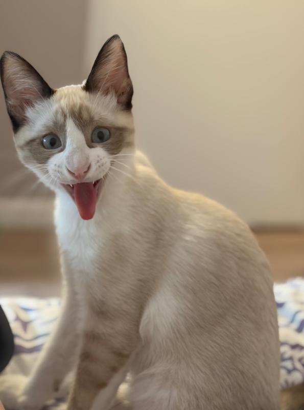 Pumba
