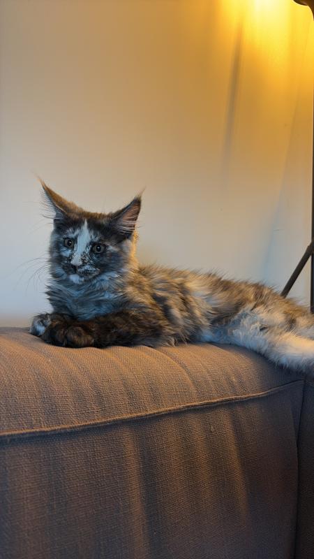 Coco
