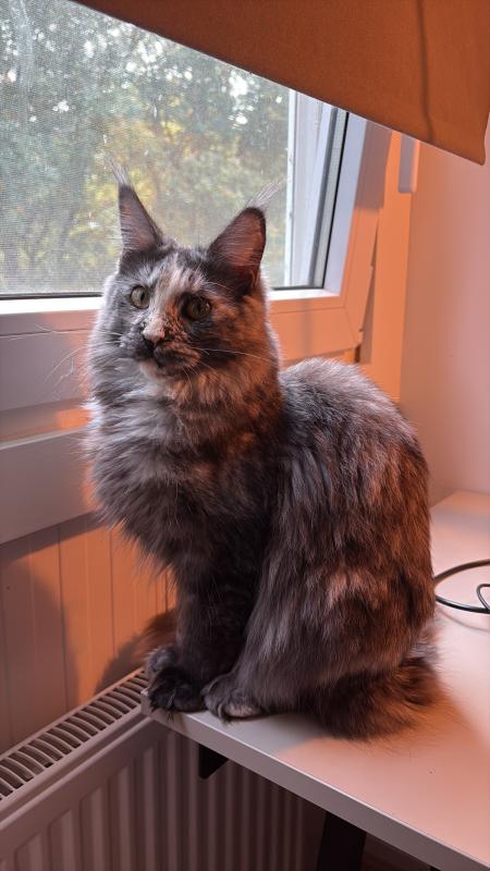 Coco