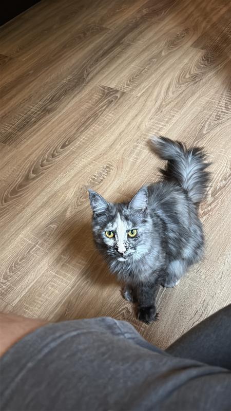 Coco