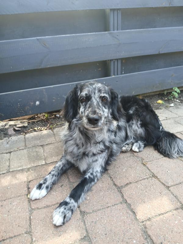 Baco