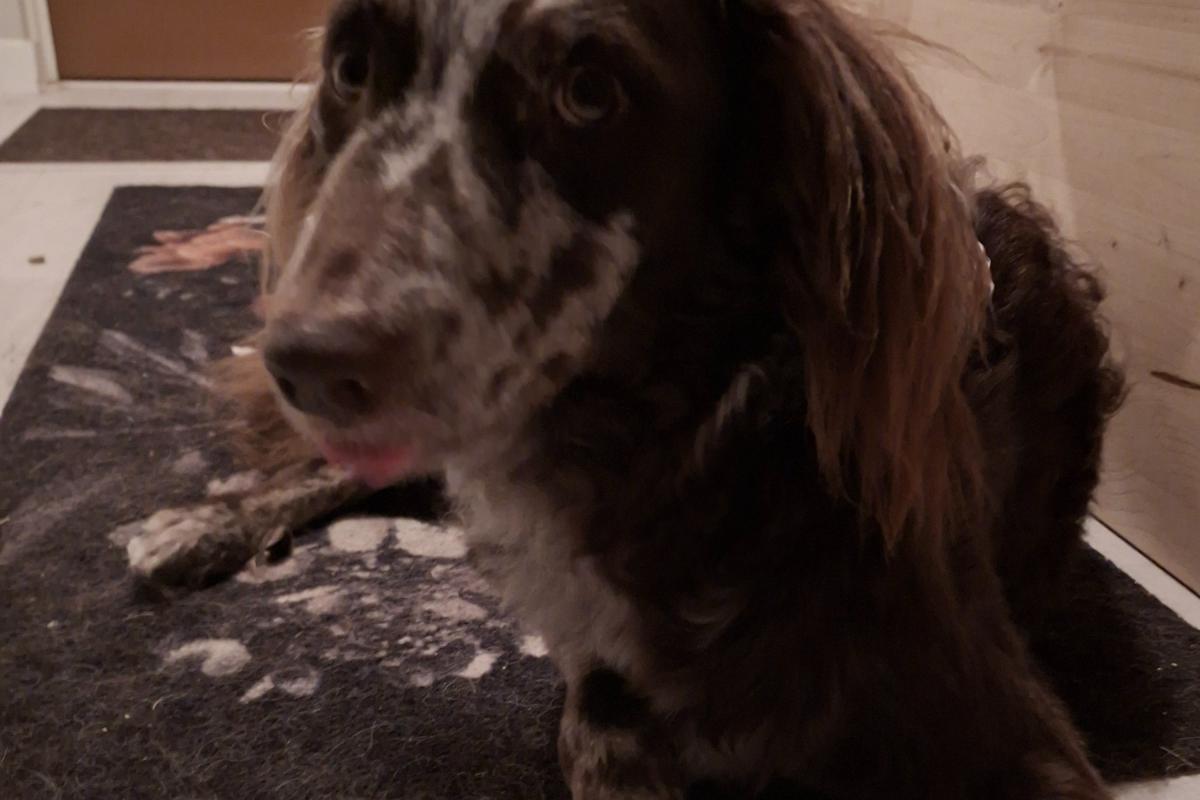 Ollie