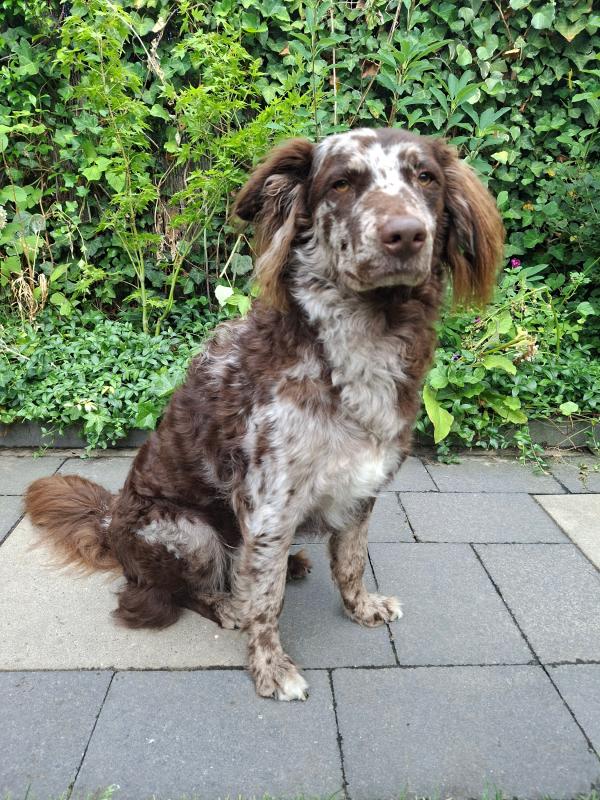 Ollie