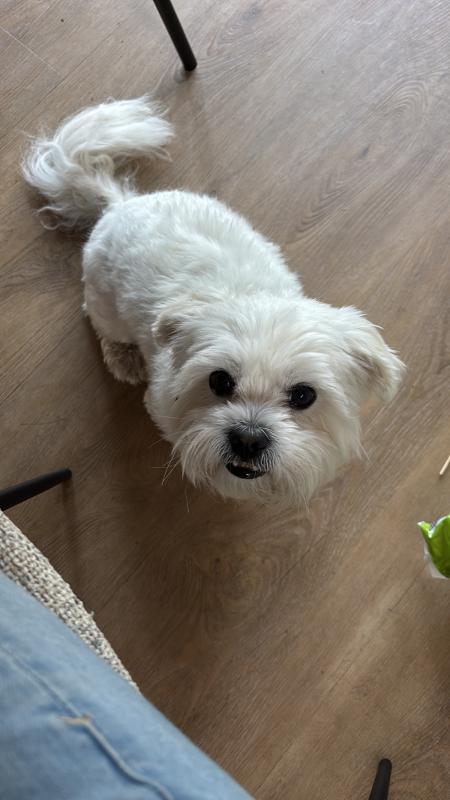 Hugo