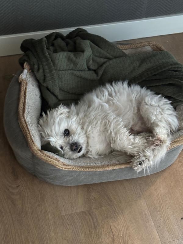 Hugo