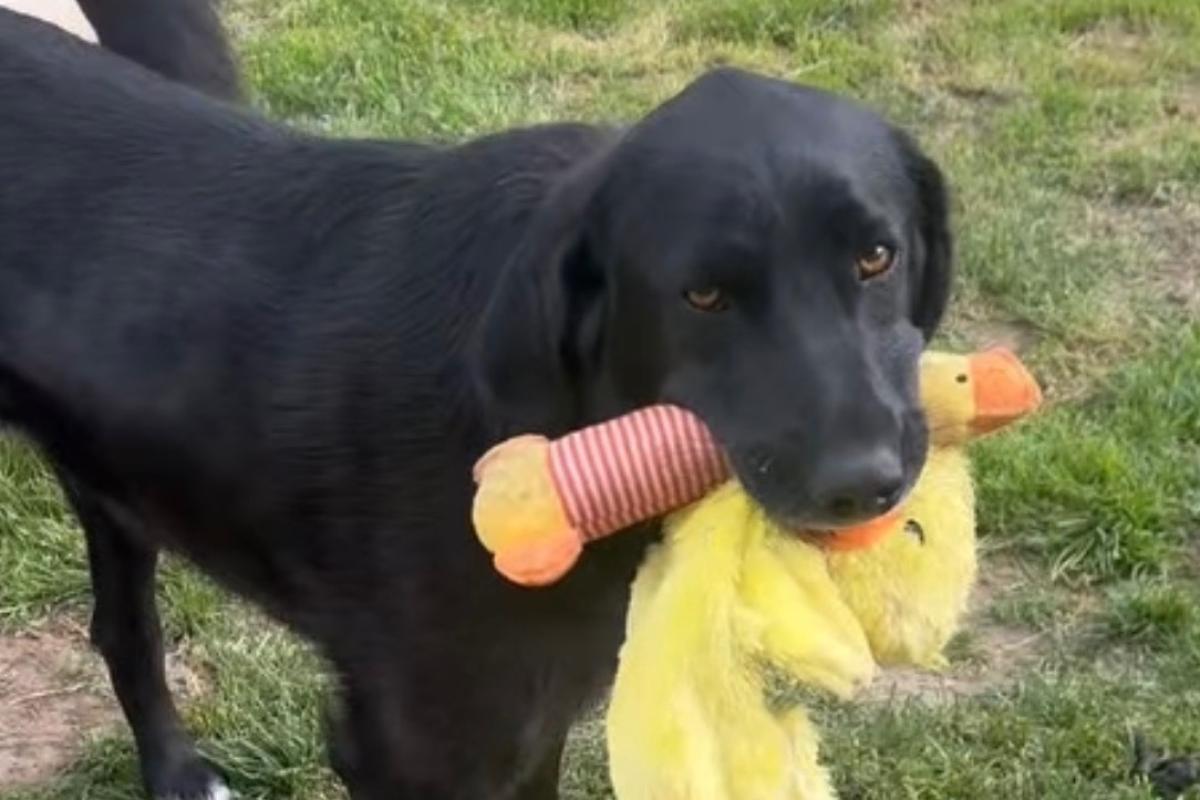 Mina