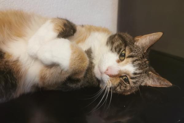 Tabby