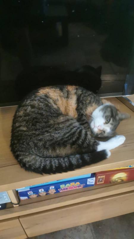 Tabby