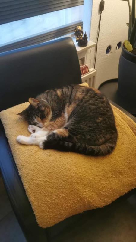 Tabby