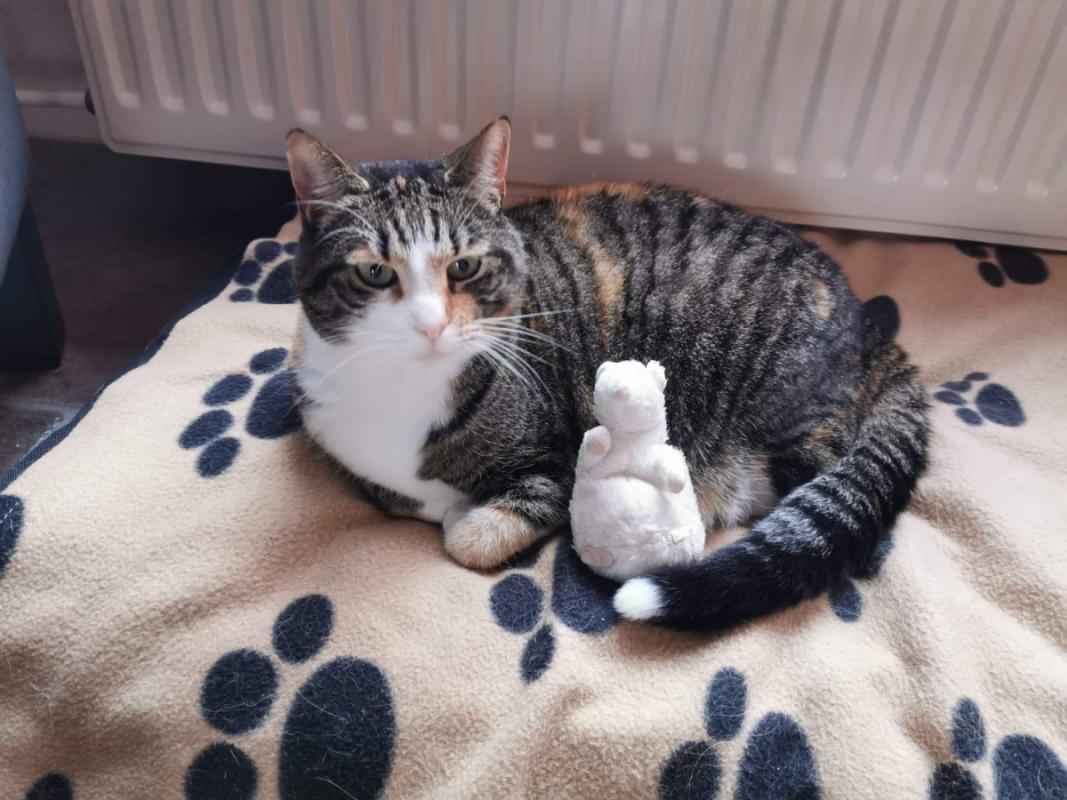 Tabby