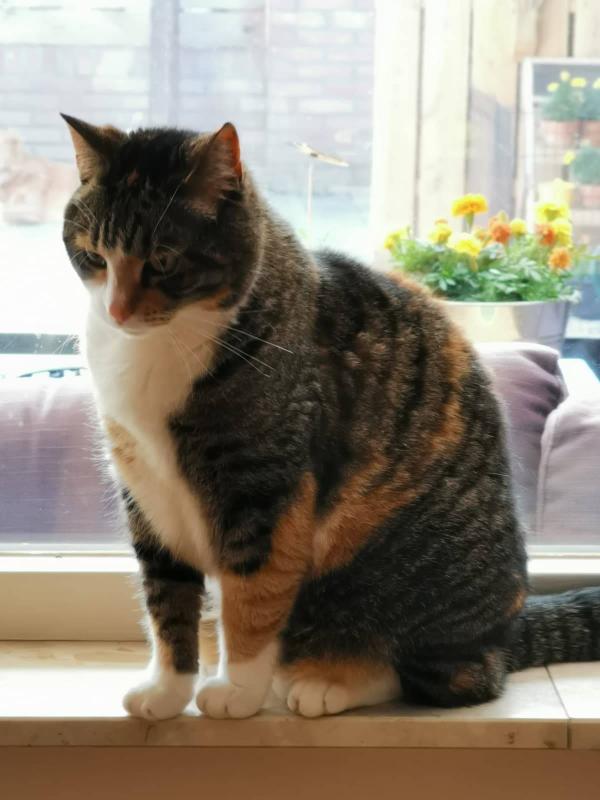 Tabby