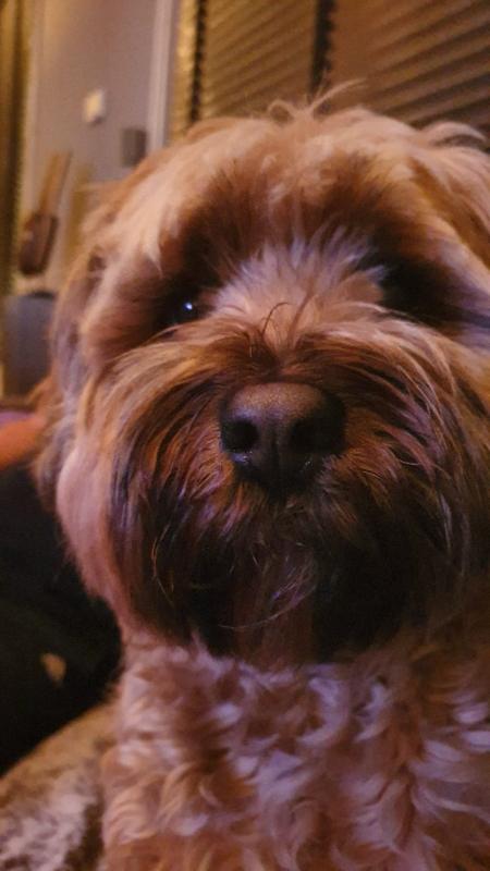 Bram