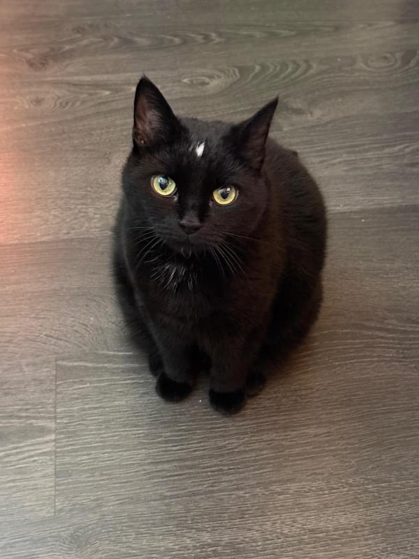 Saartje