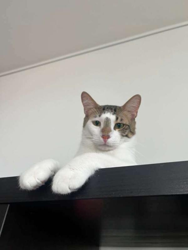 Marcel