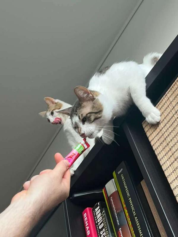 Marcel